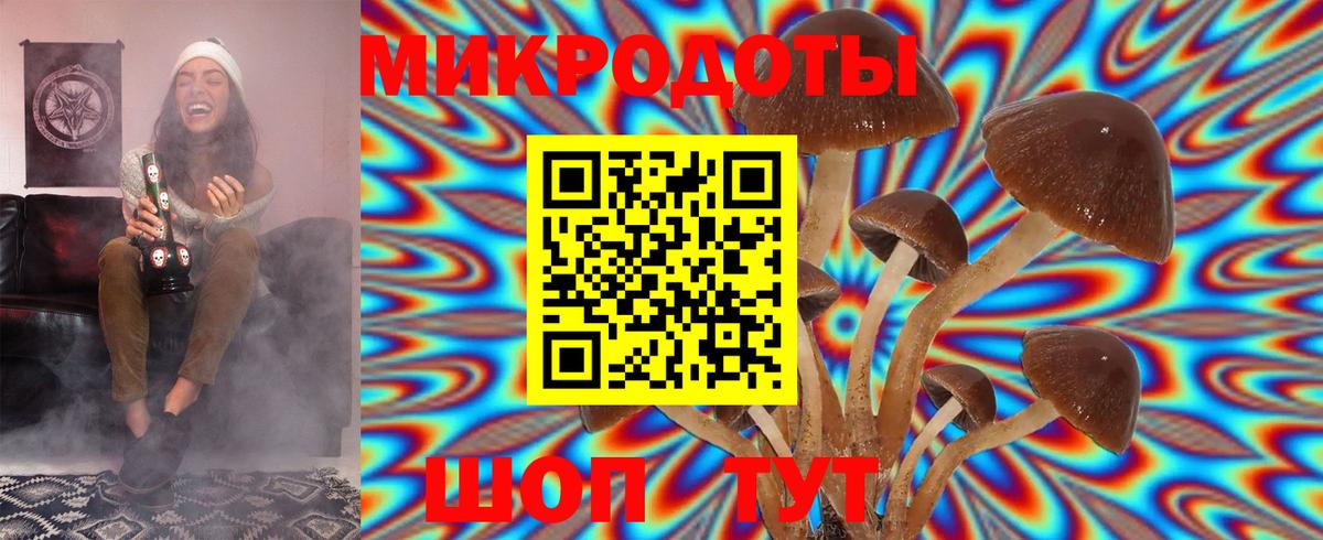 Камень-на-Оби  что такое   Вход с VPN  Псилоцибиновые грибы Cubensis 